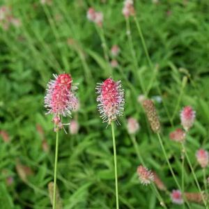 Sanguisorba 'Pink Tanna' ---